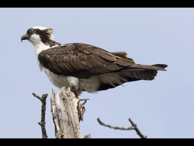 An osprey at Hager Pond in Marlborough, photographed by Steve Forman.