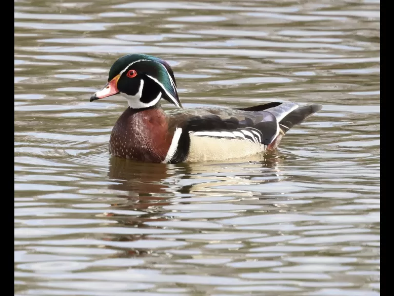 A wood duck at Hager Pond in Marlborough, photographed by Steve Forman.