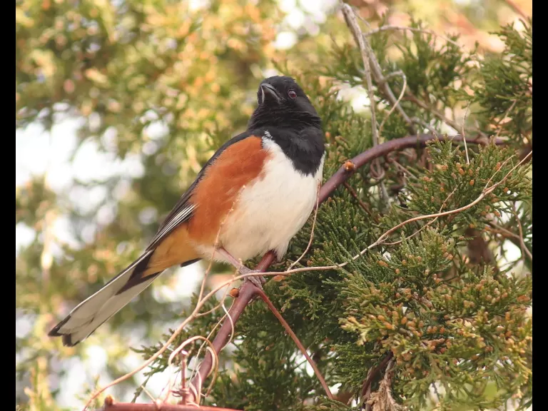 An eastern towhee at Assabet River National Wildlife Refuge, photographed by Dan Trippe.
