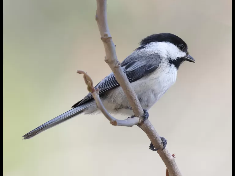 A black-capped chickadee at a cavity nest in Marlborough, photographed by Steve Forman.