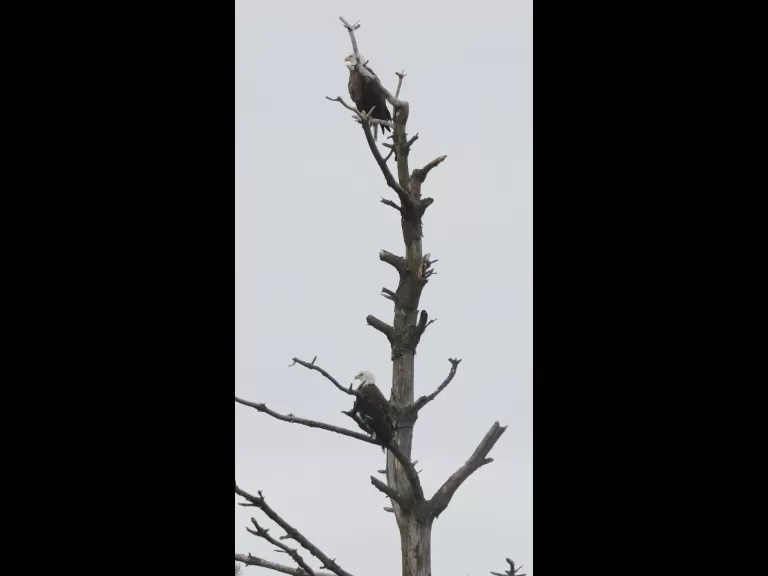 A pair of bald eagles at the Sudbury Reservoir in Southborough, photographed by Steve Forman.