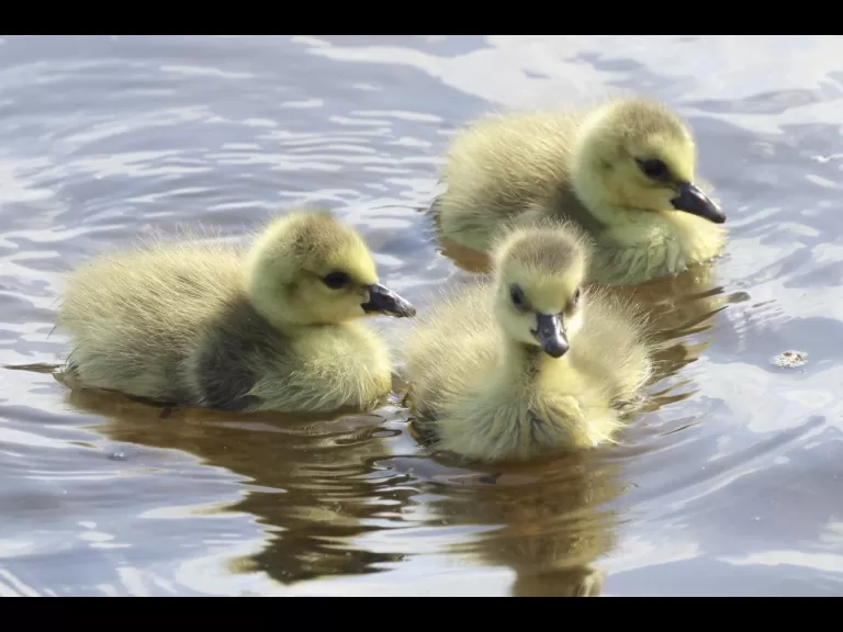 Canada geese at Hager Pond in Marlborough, photographed by Steve Forman.