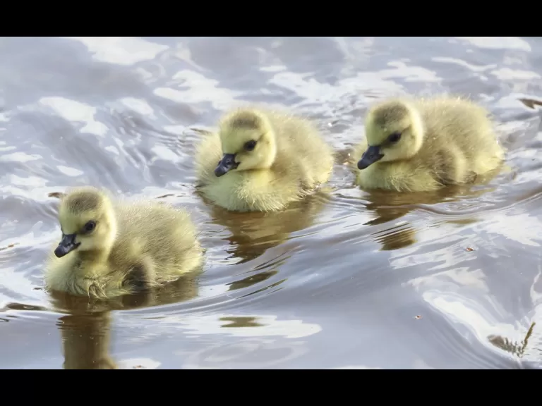 Canada geese at Hager Pond in Marlborough, photographed by Steve Forman.