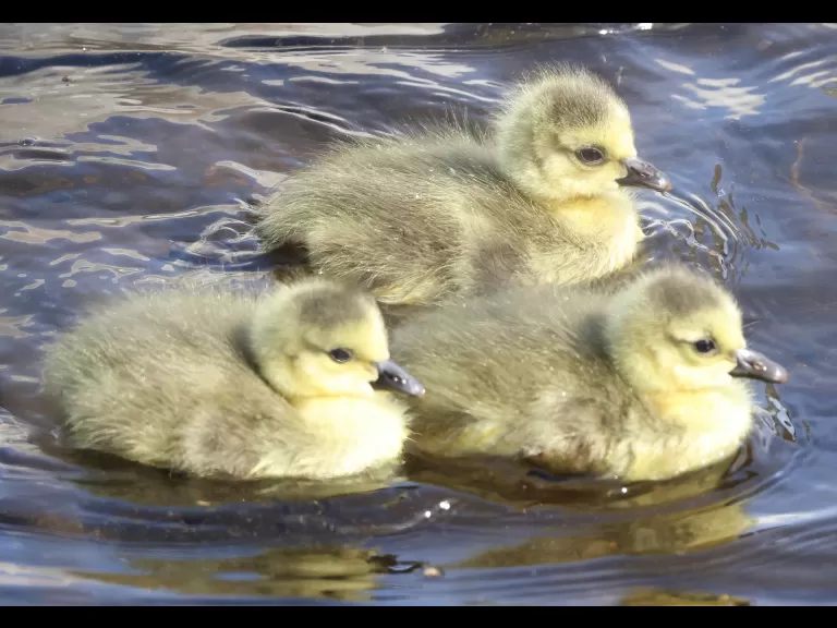 Canada geese at Hager Pond in Marlborough, photographed by Steve Forman.