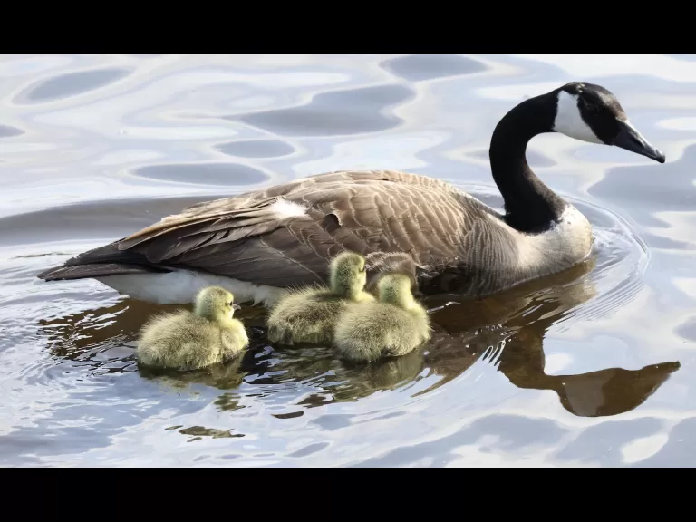 Canada geese at Hager Pond in Marlborough, photographed by Steve Forman.