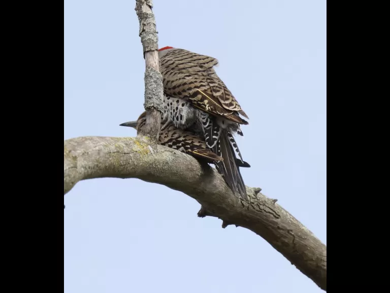 A northern flicker at Breakneck Hill Conservation Land in Southborough, photographed by Steve Forman.
