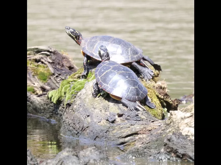 A Baltimore oriole at Grist Mill Pond in Sudbury, photographed by Steve Forman.