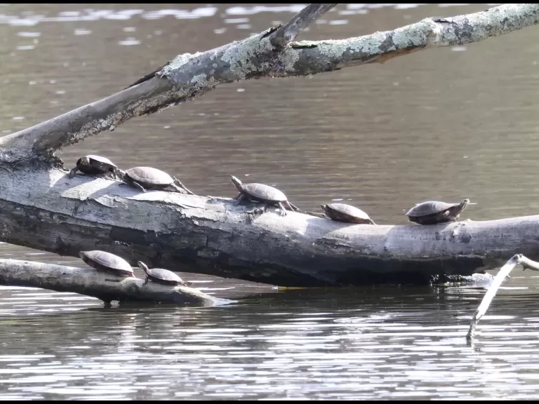 A Baltimore oriole at Hager Pond in Marlborough, photographed by Steve Forman.