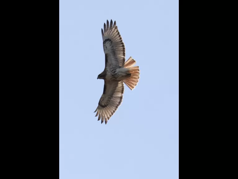 A Baltimore oriole at Hager Pond in Marlborough, photographed by Steve Forman.
