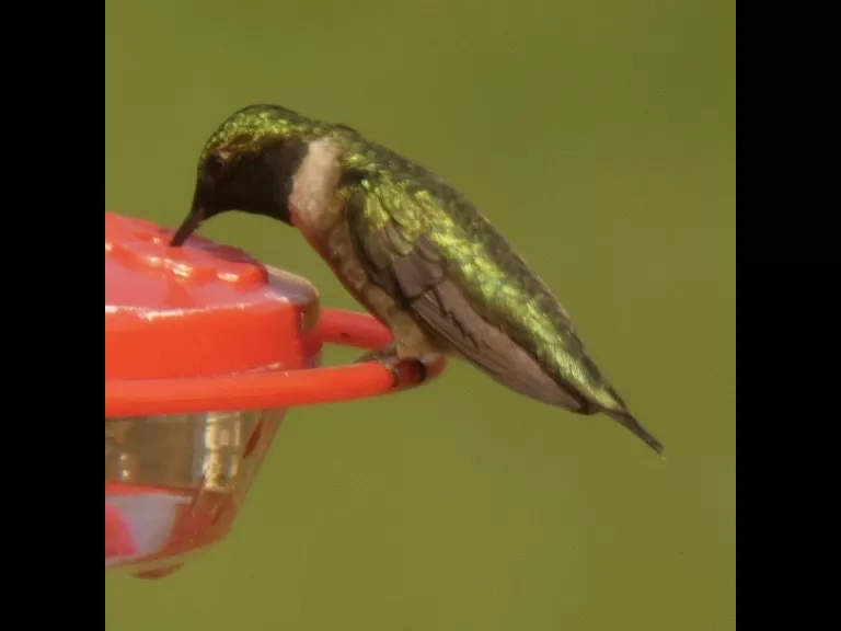 A ruby-throated hummingbird in Sudbury, photographed by Sharon Tentarelli.
