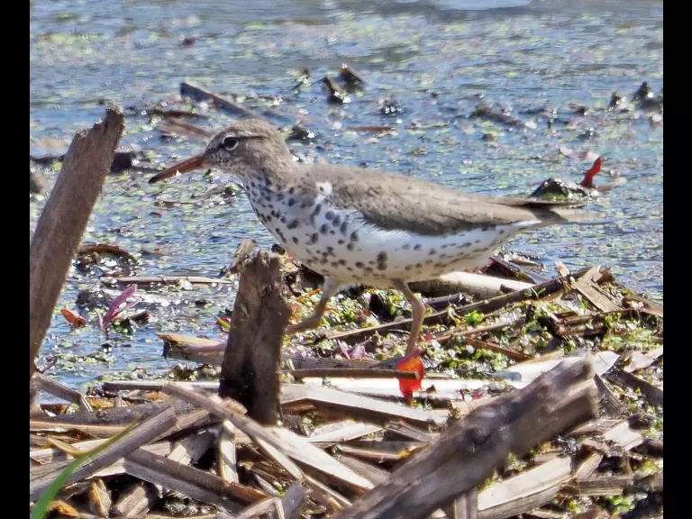 A spotted sandpiper in Wayland, photographed by Joan Chasan.