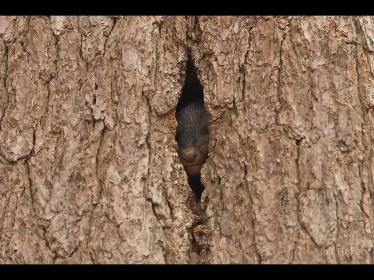 A fisher in a tree cavity at SVT's Gray Reservation in Sudbury, photographed by Jon Turner.