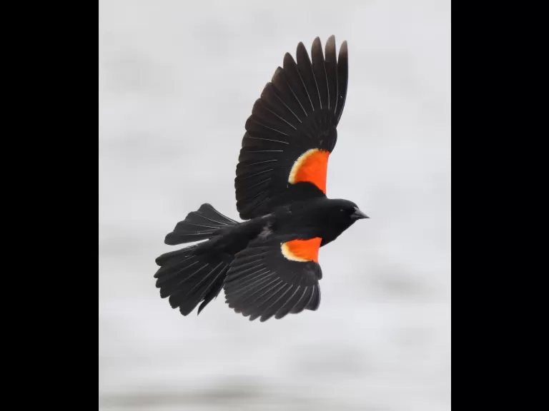 Least sandpipers at Farm Pond in Framingham, photographed by Steve Forman.