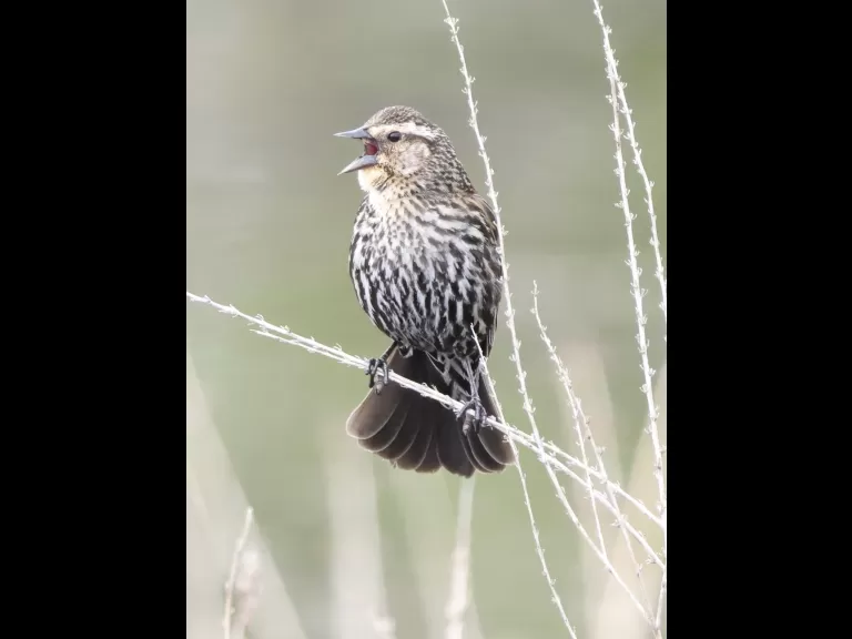 Least sandpipers at Farm Pond in Framingham, photographed by Steve Forman.