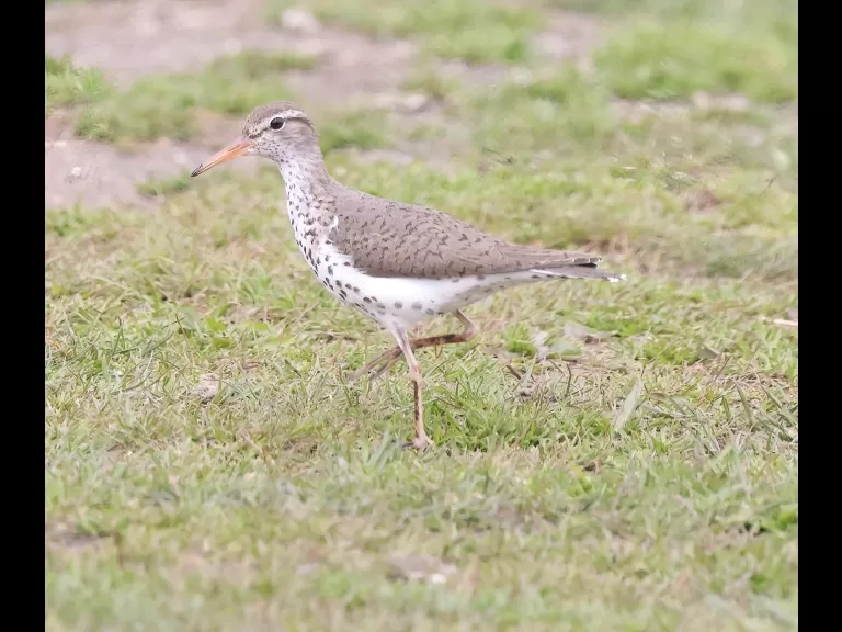 Least sandpipers at Farm Pond in Framingham, photographed by Steve Forman.