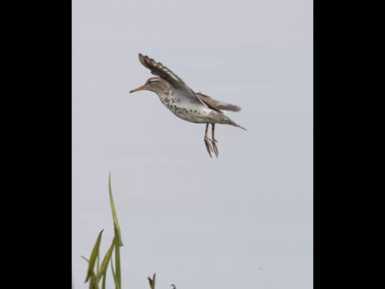 Least sandpipers at Farm Pond in Framingham, photographed by Steve Forman.