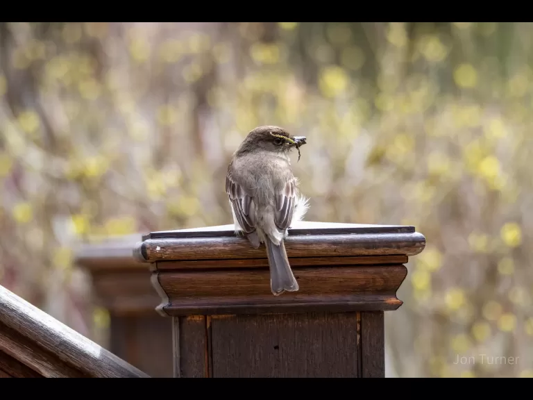 An eastern phoebe in Harvard, photographed by Jon Turner.