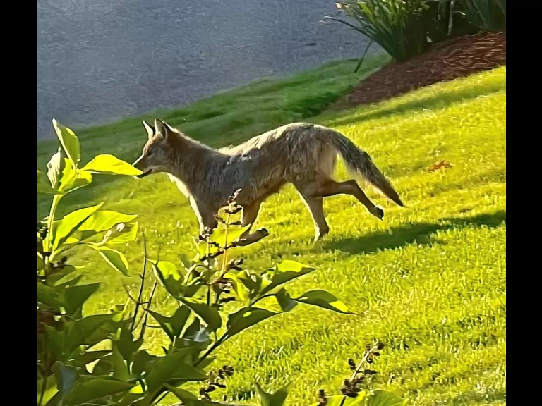 A turkey in Framingham, photographed by Steve Forman.