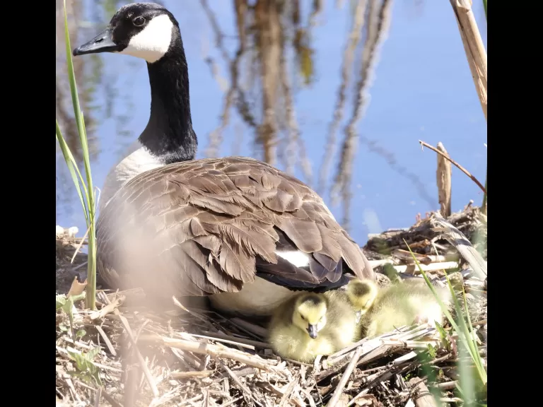 An American goldfinch at Great Meadows National Wildlife Refuge in Concord, photographed by Steve Forman.