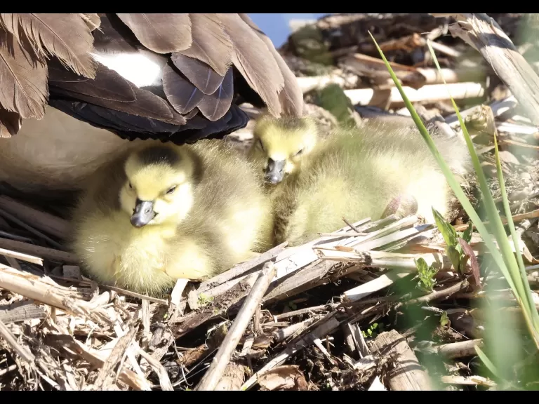 An American goldfinch at Great Meadows National Wildlife Refuge in Concord, photographed by Steve Forman.