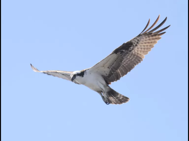 An American goldfinch at Great Meadows National Wildlife Refuge in Concord, photographed by Steve Forman.