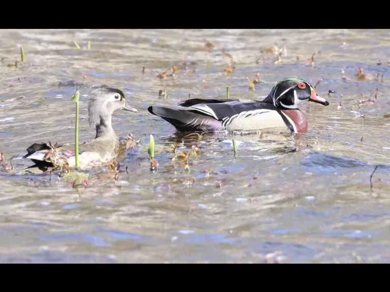 An American goldfinch at Great Meadows National Wildlife Refuge in Concord, photographed by Steve Forman.