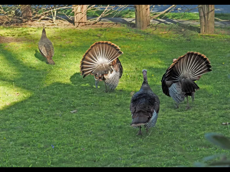 Turkeys in Framingham, photographed by Joan Chasan.