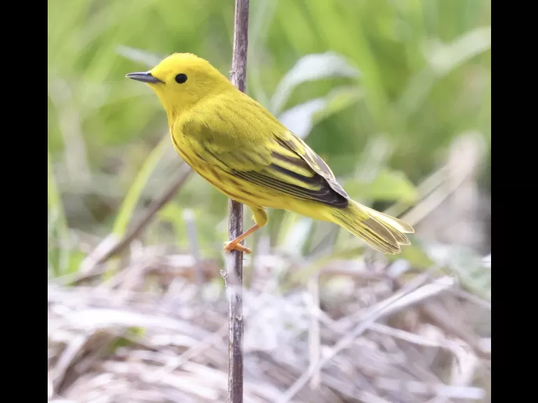 A ruby-throated hummingbird at Breakneck Hill Conservation Land in Southborough, photographed by Steve Forman.