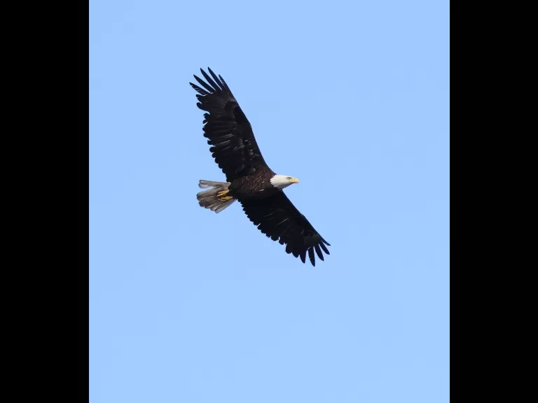 A bald eagle at the Sudbury Reservoir in Southborough, photographed by Steve Forman.