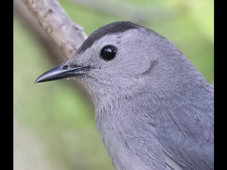 A Baltimore oriole at Breakneck Hill Conservation Land in Southborough, photographed by Steve Forman.