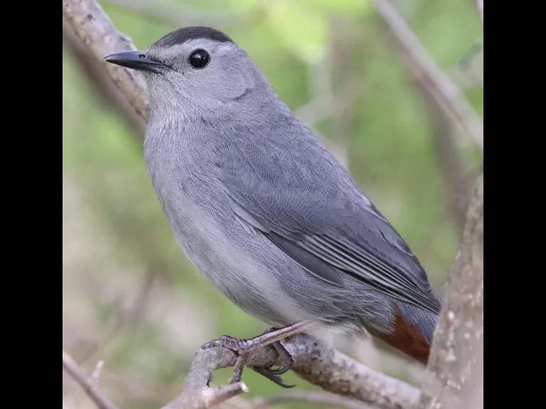 A Baltimore oriole at Breakneck Hill Conservation Land in Southborough, photographed by Steve Forman.