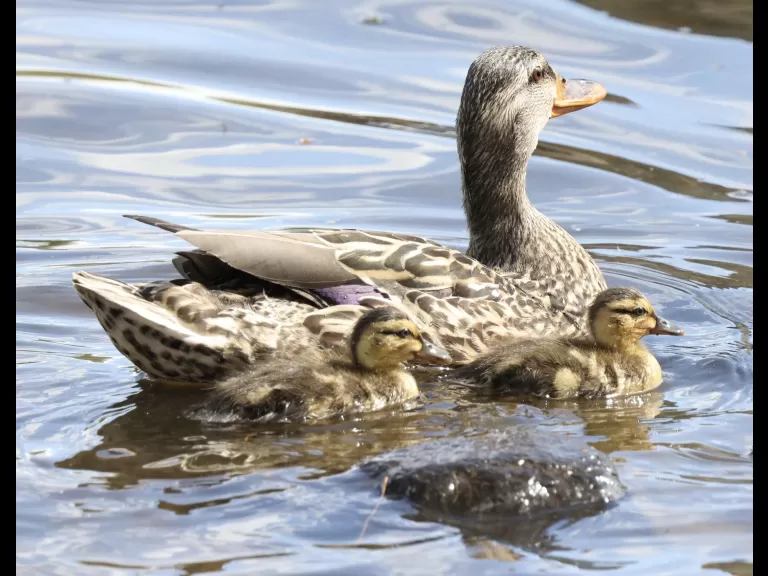 Mallards at Hager Pond in Marlborough, photographed by Steve Forman. Mallards at Hager Pond in Marlborough, photographed by Steve Forman.
