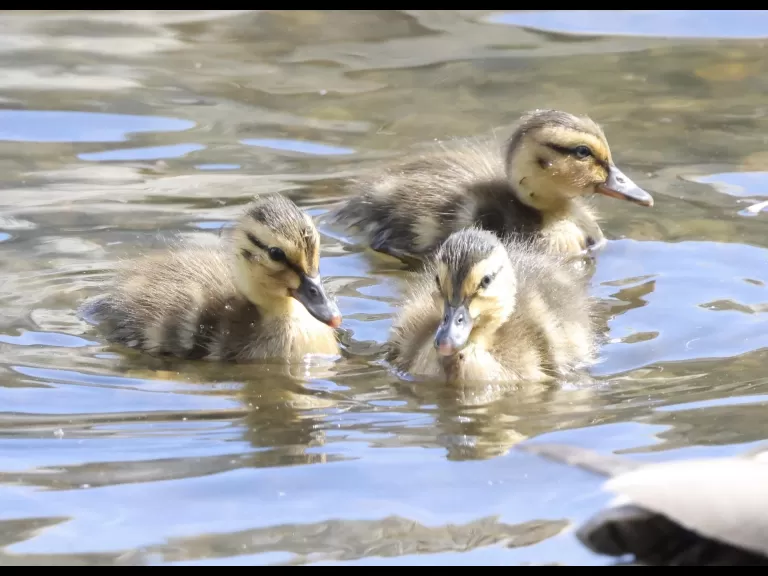 Mallards at Hager Pond in Marlborough, photographed by Steve Forman. Mallards at Hager Pond in Marlborough, photographed by Steve Forman.
