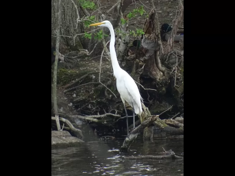 Canada geese at Hager Pond in Marlborough, photographed by Cindy Winer.