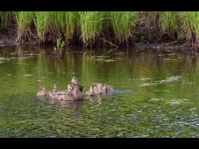 Canada geese along the Boroughs Loop Trail in Southborough, photographed by Eric Crockwell.