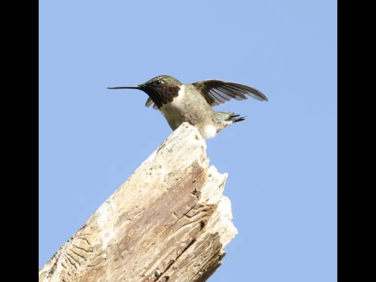 A ruby-throated hummingbird at Breakneck Hill Conservation Land in Southborough, photographed by Steve Forman.