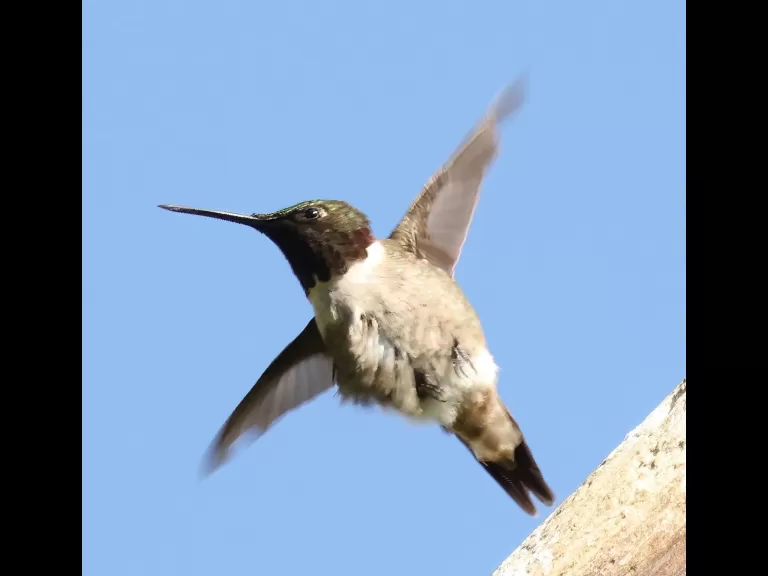 A ruby-throated hummingbird at Breakneck Hill Conservation Land in Southborough, photographed by Steve Forman.