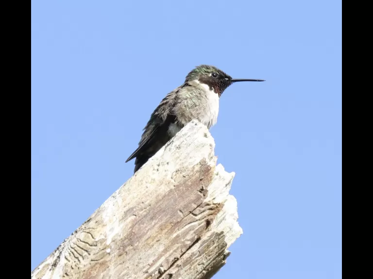 A ruby-throated hummingbird at Breakneck Hill Conservation Land in Southborough, photographed by Steve Forman.