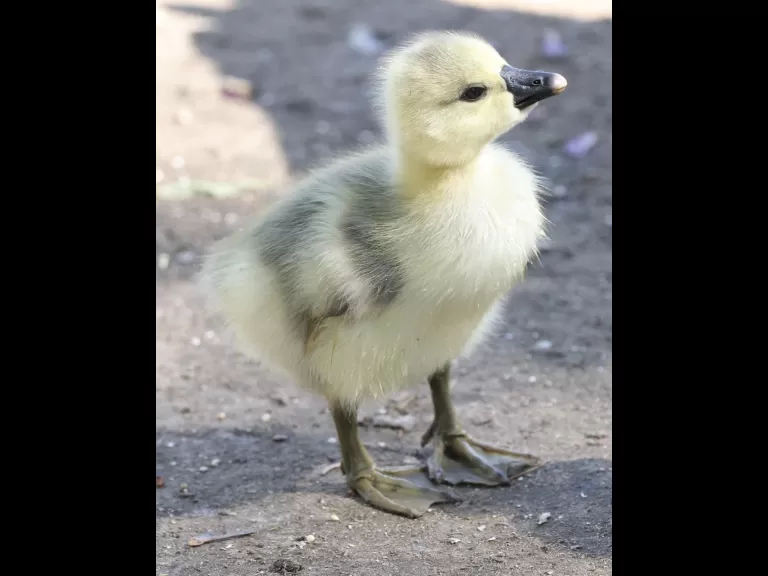 A Canada goose gosling at Hager Pond in Marlborough, photographed by Steve Forman.