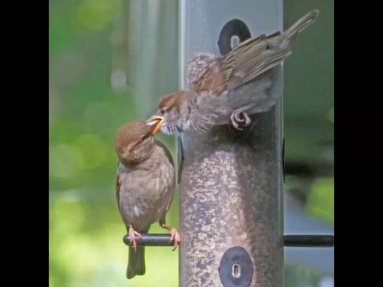 A house sparrow feeding its young in Framingham, photographed by Joan Chasan.