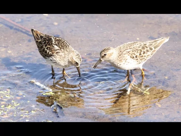 A Canada goose gosling at Hager Pond in Marlborough, photographed by Steve Forman.