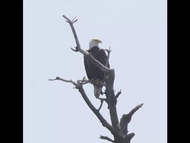 A bald eagle at the Sudbury Reservoir in Southborough, photographed by Steve Forman.