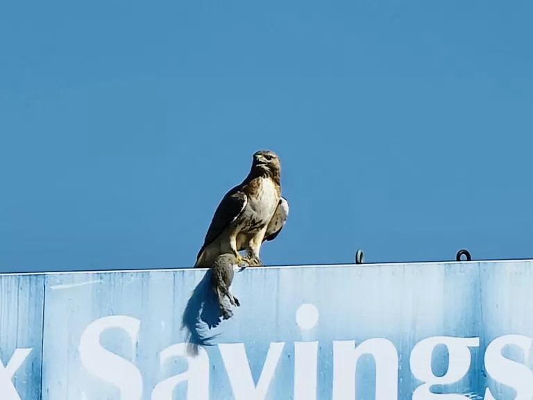 A red-tailed hawk with a gray squirrel in Natick, photographed by Joe Guidice.
