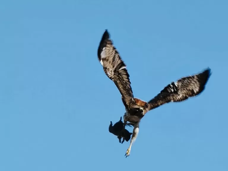 A red-tailed hawk with a gray squirrel in Natick, photographed by Joe Guidice.