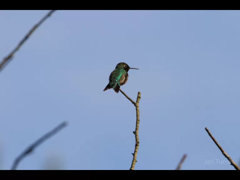 A ruby-throated hummingbird in Harvard, photographed by Jon Turner.