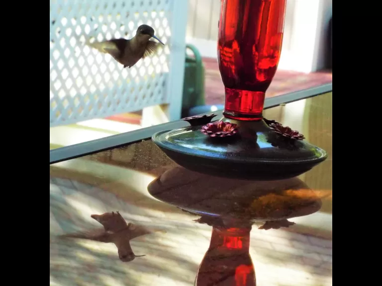 A ruby-throated hummingbird in Harvard, photographed by Robin Right.