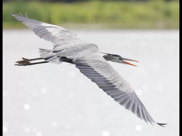 An eastern forktail at Farm Pond in Framingham, photographed by Steve Forman.