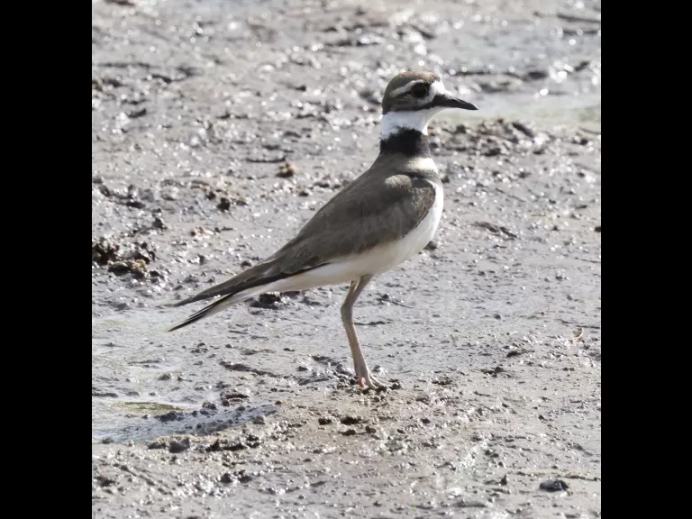 A killdeer at Hager Pond in Marlborough, photographed by Steve Forman.