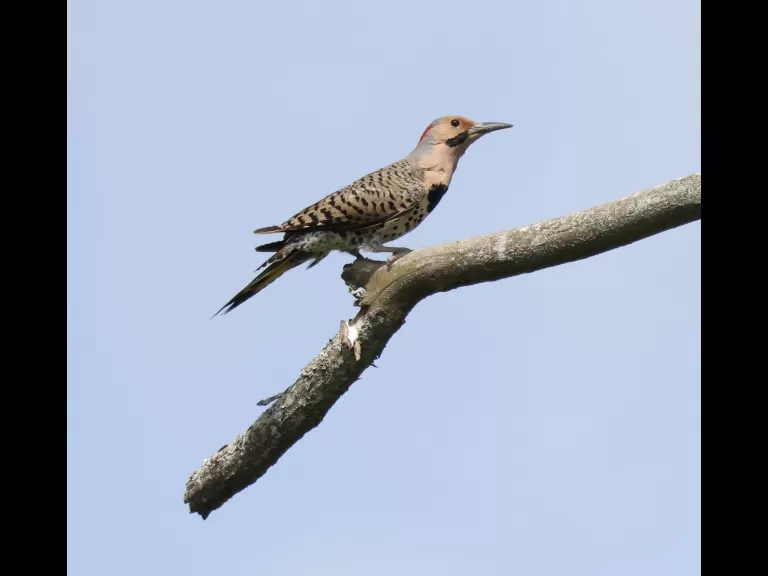 A brown-headed cowbird at Breakneck Hill Conservation Land in Southborough, photographed by Steve Forman.