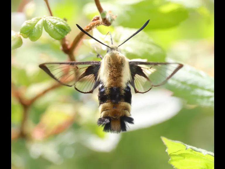 A snowberry clearwing moth at Breakneck Hill Conservation Land in Southborough, photographed by Steve Forman.